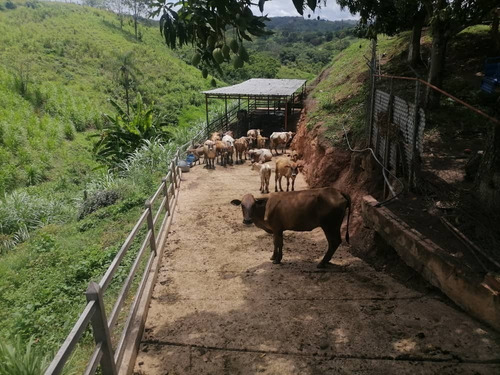 Imagen 6 de 14 de Liliana Martinez Remax Espectacular Finca En Venta En El Naipe Estado Carabobo Cd 148247
