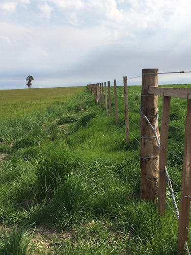 Venta Campo Agrícola-ganadero De 29 Hectáreas, Colonia