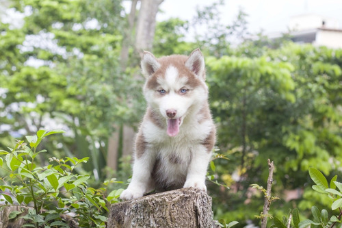 Imagen 5 de 10 de Husky Siberiano Manto Rojo Hembra