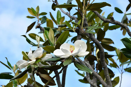 Árbol De Magnolias ( Magnolia Grandiflora ) Más Semillas  