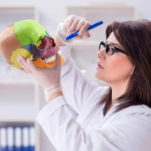 Modelo De Cráneo Cráneo De Anatomía Cabezas De Cráneo Humano