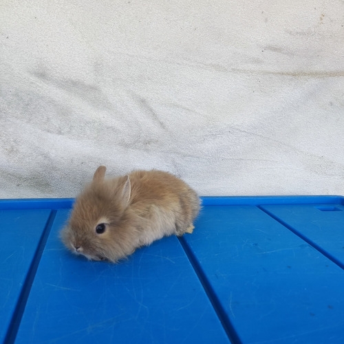 Hermoso Conejo Enano