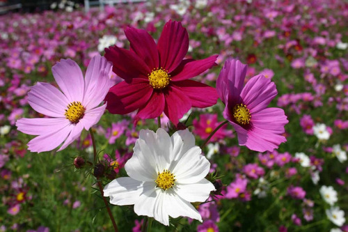 Semillas De Cosmos Sensación  Mix De Colores Bellos Jardines