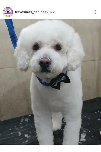 Peluquería Caninas A Domicilio