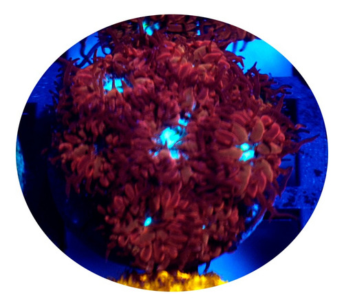 Blastomussa Merleti Azul