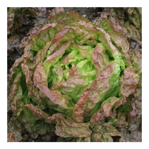 400 Semillas Lechuga Morada 4 Estacion P/huerta O Hidroponia
