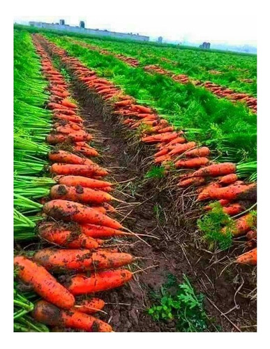 Zanahorias Semillas A Granel Apto Hidroponia/huerto