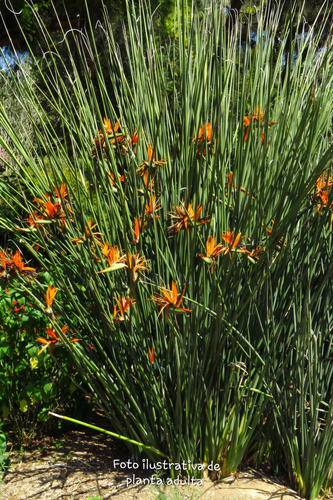 Strelitzia Juncea En 10 Lt. (ave Del Paraíso)