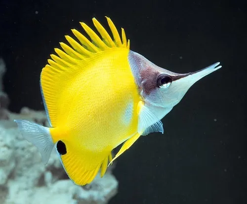 Pez Marino - Forcipiger Flavissimus - Pez Mariposa