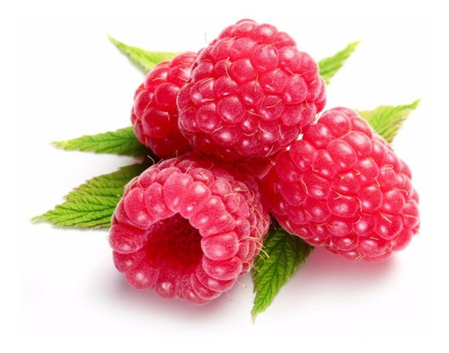 15 Sementes De Framboesa Gigante Red Raspberry Rubus P/mudas