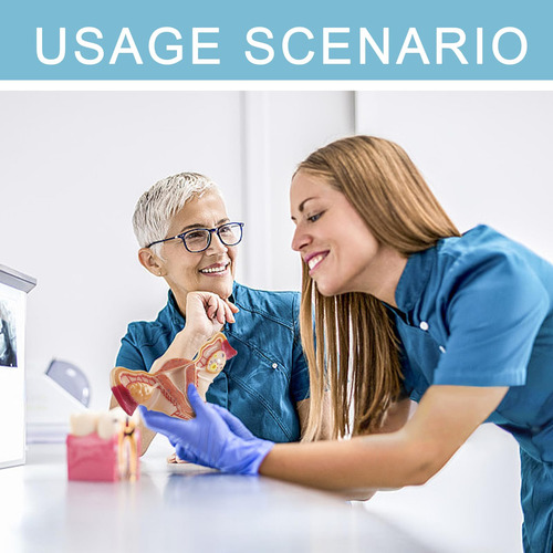 Modelo Anatomico De Utero Y Ovario Humano Para Educacion