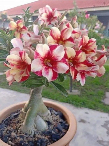 Adeniums Flor Del Desierto Pin 