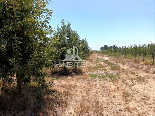 Imagen 29 de 30 de Agrícola En Venta En Curicó