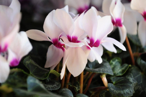 Cajon Violeta De Los Alpes, Cyclamen M13 (10 Unidades)