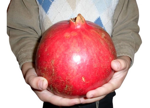 Imagem 1 de 7 de Romã Gigante Pomegranate Punica Sementes Fruta Para Mudas