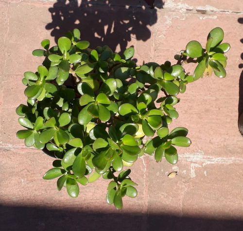 Planta De Jade