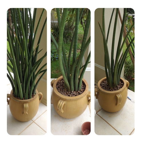Imagem 3 de 5 de Jardinagem E Paisagismo