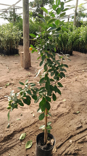 Planta De Calamondin Naranjo Chino