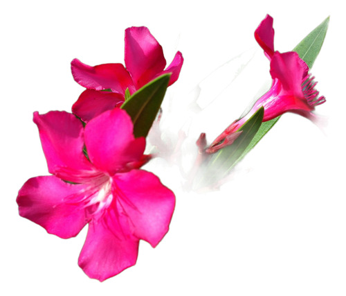 Adelfa, Adelfas, Laurel Rosa, Nerium Oleander 5lts
