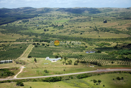 Campo Apto Fraccionamiento Con Plantación De Olivos Y Fábrica De Aceite De Oliva Muy Acreditado