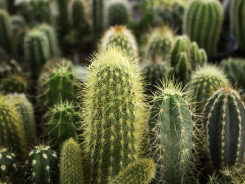 Semillas Cactus Variado  Az 
