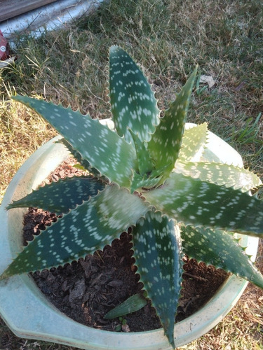 Imagen 2 de 2 de Aloe Vera Medicinal