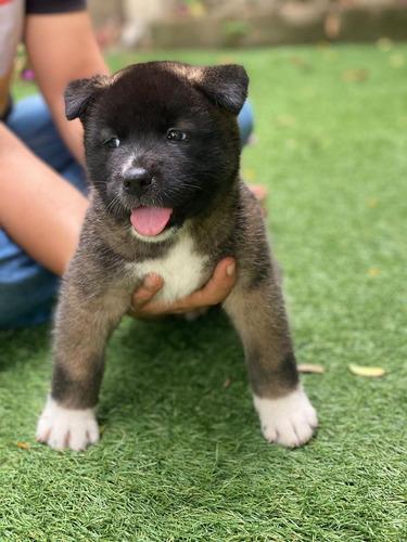 Cachorros Akita Americano Perros En Venta Barranquilla