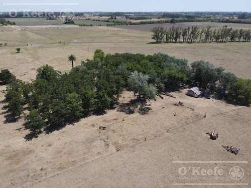 Campo En Venta De 50 Has En Carlos Keen - A 1 Hora De Caba