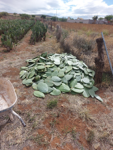 20 Raquetas De Nopal Para Plantar
