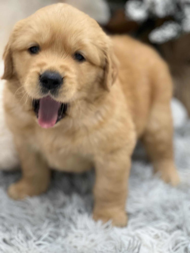 Cachorros Golden Retriever Con Microchip.