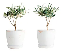 Comprar Planta De  Olivo Pequeño