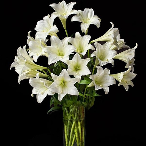 Bulbos De Lilium Azucena Blanca White Heaven X 2 Bulbos