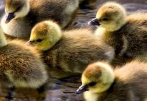Imagen 1 de 3 de Venta De Huevos Fértiles Patos Pekin