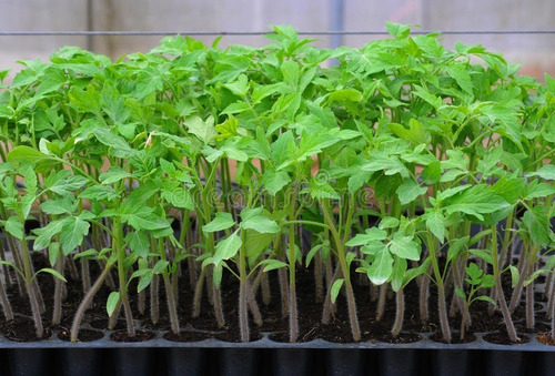 Kit Cultivo 200 Horticolas + Almaciguera + Sustrato + Manual