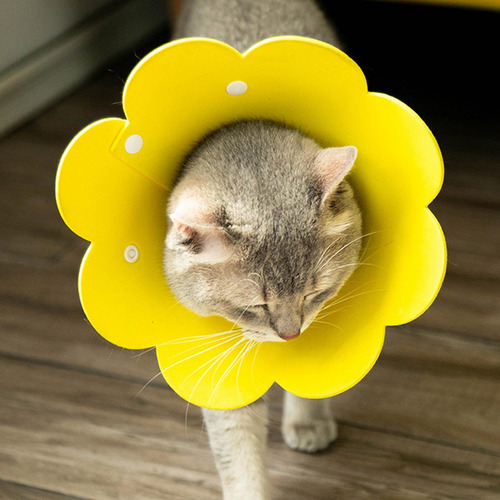 Collar De Cono Para Gato, Cono Isabelino, Práctico Y