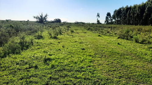 Imagen 7 de 16 de Campo 200 Hectareas Forestal Ganadero A 80kms De Montevideo