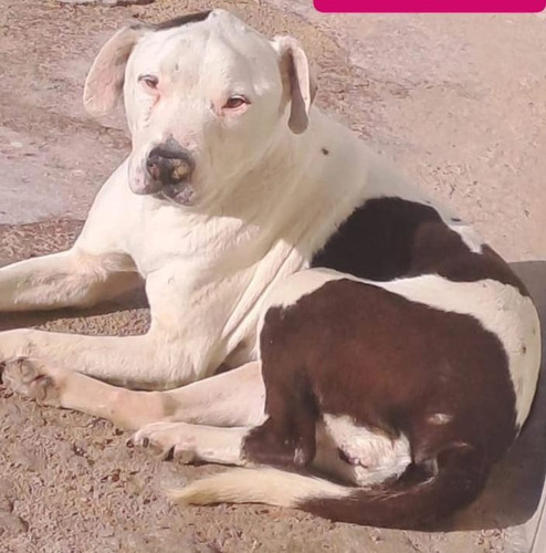 Pitbullita Reina, Preciosa, Adopcion Solidaria Y Especial