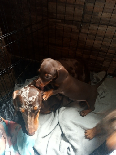 Imagen 4 de 4 de Daschund Arlequin Chocolate