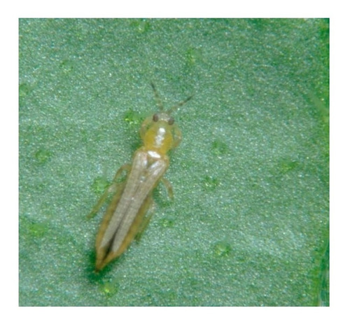Imagen 6 de 10 de Mamboreta Confi - Mosca Blanca Pulgones Cochinilla Trips 30
