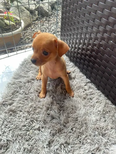 Disponível Pinscher 66 Dias 1a Dose Vacina, Vermifugado
