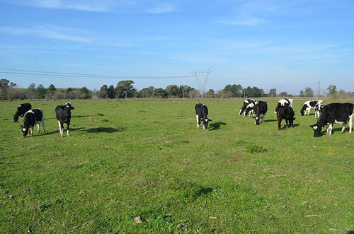 Terreno Para Empredimiento Manzanares 15 Hectareas