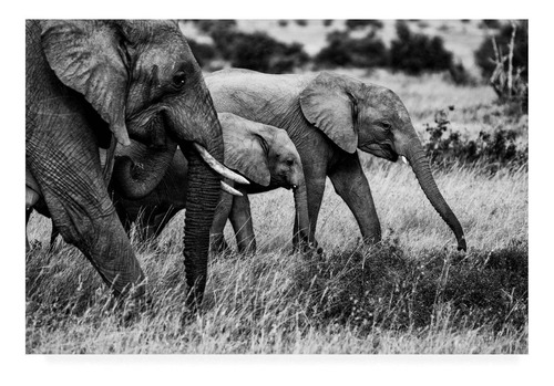 Vinilo Decorativo 60x90cm Elefante Elephant Wild M13