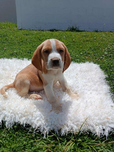 Se Vende Hermosos Cachorritos Beagle