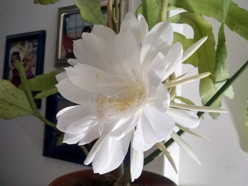 Planta: Dama De Noche Nro. 30