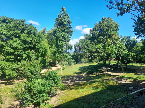 Finca Disponible, Casa Principal, Local Comercial, Casa De Capataz Y Gran Terreno Sembrado De Plátanos, Yuca, Naranjas Y Otros (jpc-232)