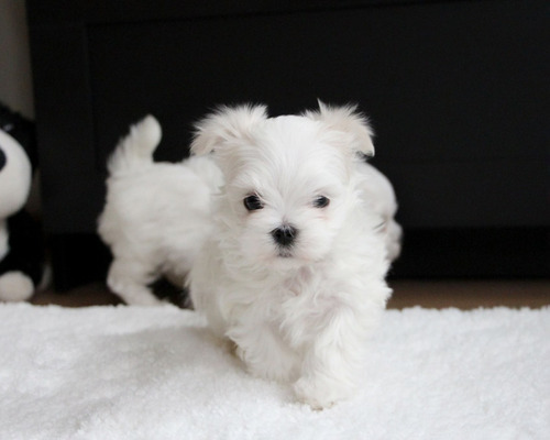 Cachorro Bichon Maltes Hembra Raza Hipoalergénica