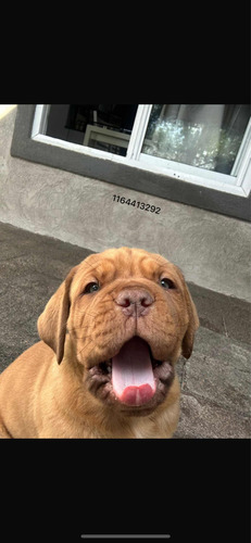 Cachorros Dogo De Burdeo