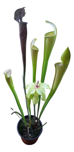 Planta, Carnívora Sarracenia Y Sustrato Para Carnívoras