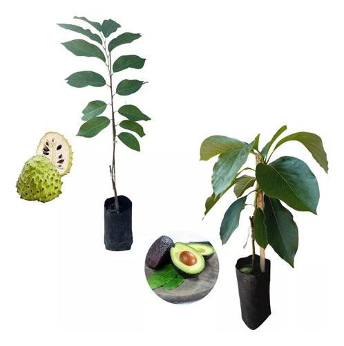 Combo 2 Plantas Frutales - Atemoya Y Palta Injertados!!!