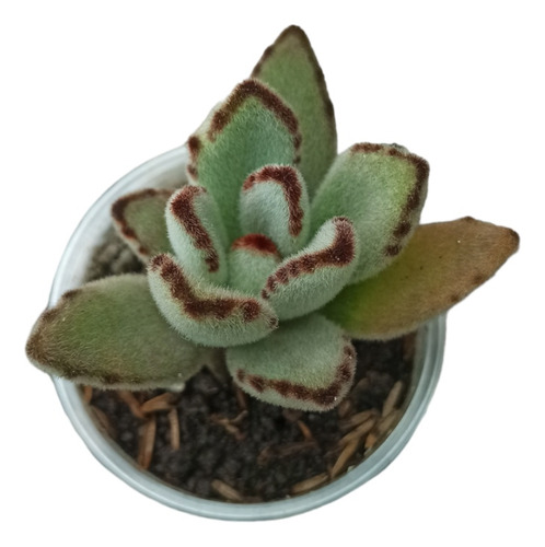 K. Tormentosa. Suculenta 